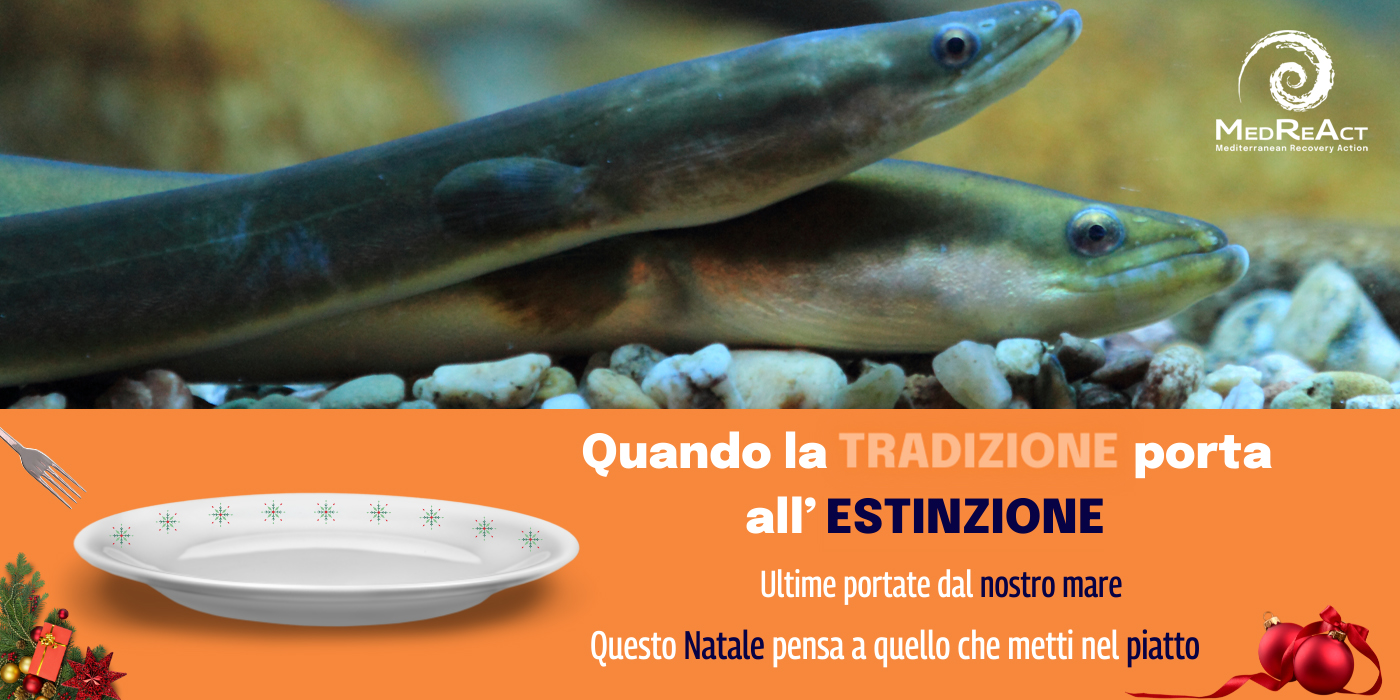 Anguilla specie a rischio estinzione 