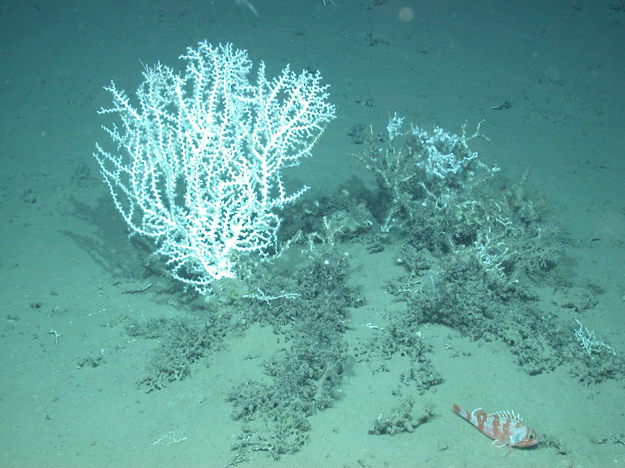 Immagine ecosistema profondo Mar Mediterraneo