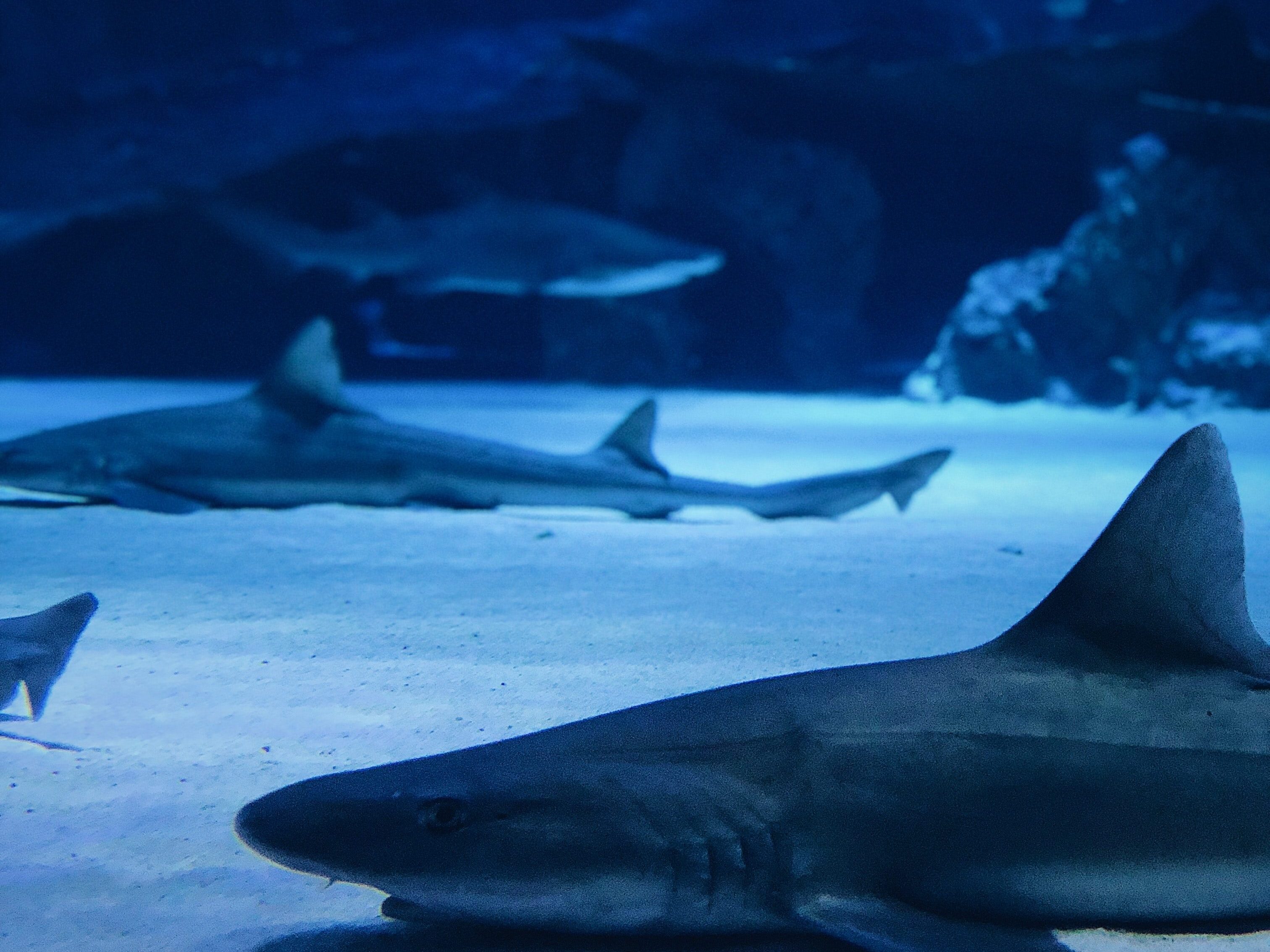 immagine verdesca una specie in pericolo 