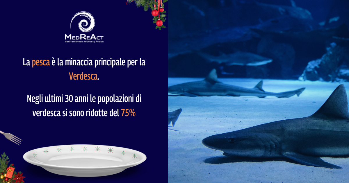 Verdesca specie in pericolo critico, si è ridotta del 75% 